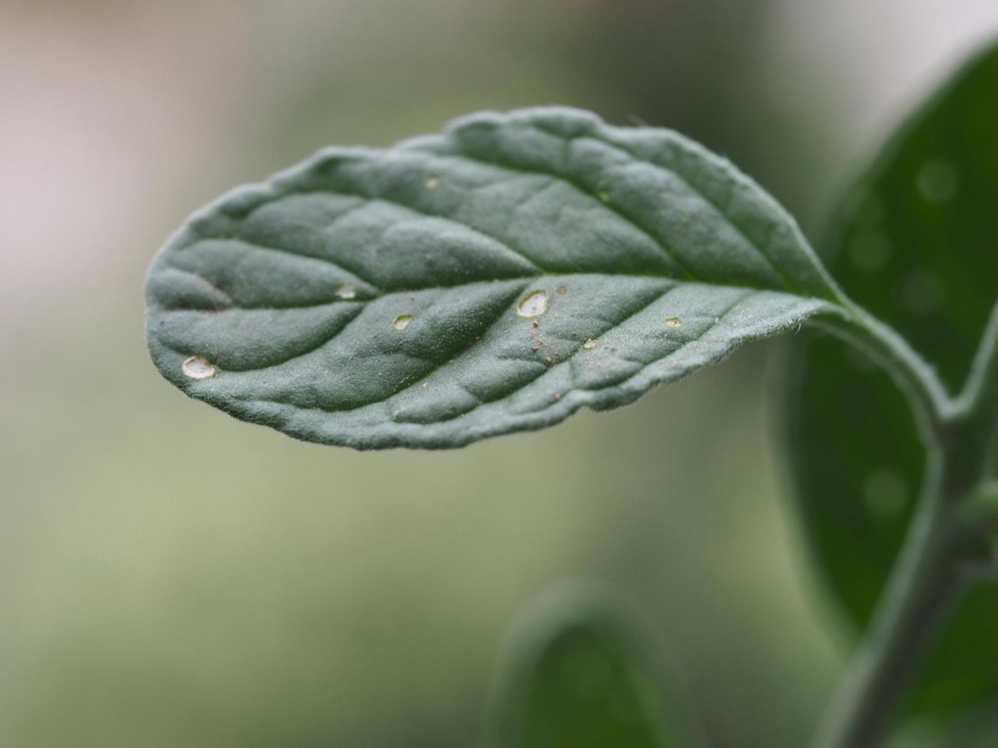 Heliotrope leaf
